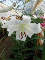 [4174 Agostini VH No102.JPG]